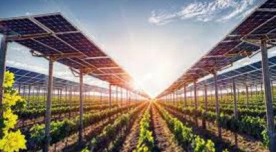 Impianto integrato agrovoltaico ERVESA