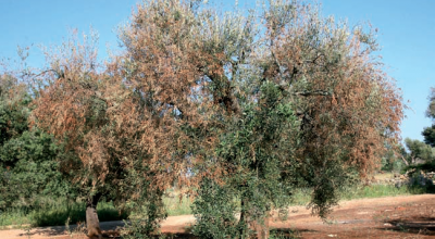 “Misure di tutela delle aree colpite da xylella fastidiosa”. PREV...