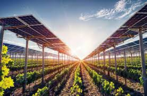 Impianto integrato agrovoltaico ERVESA